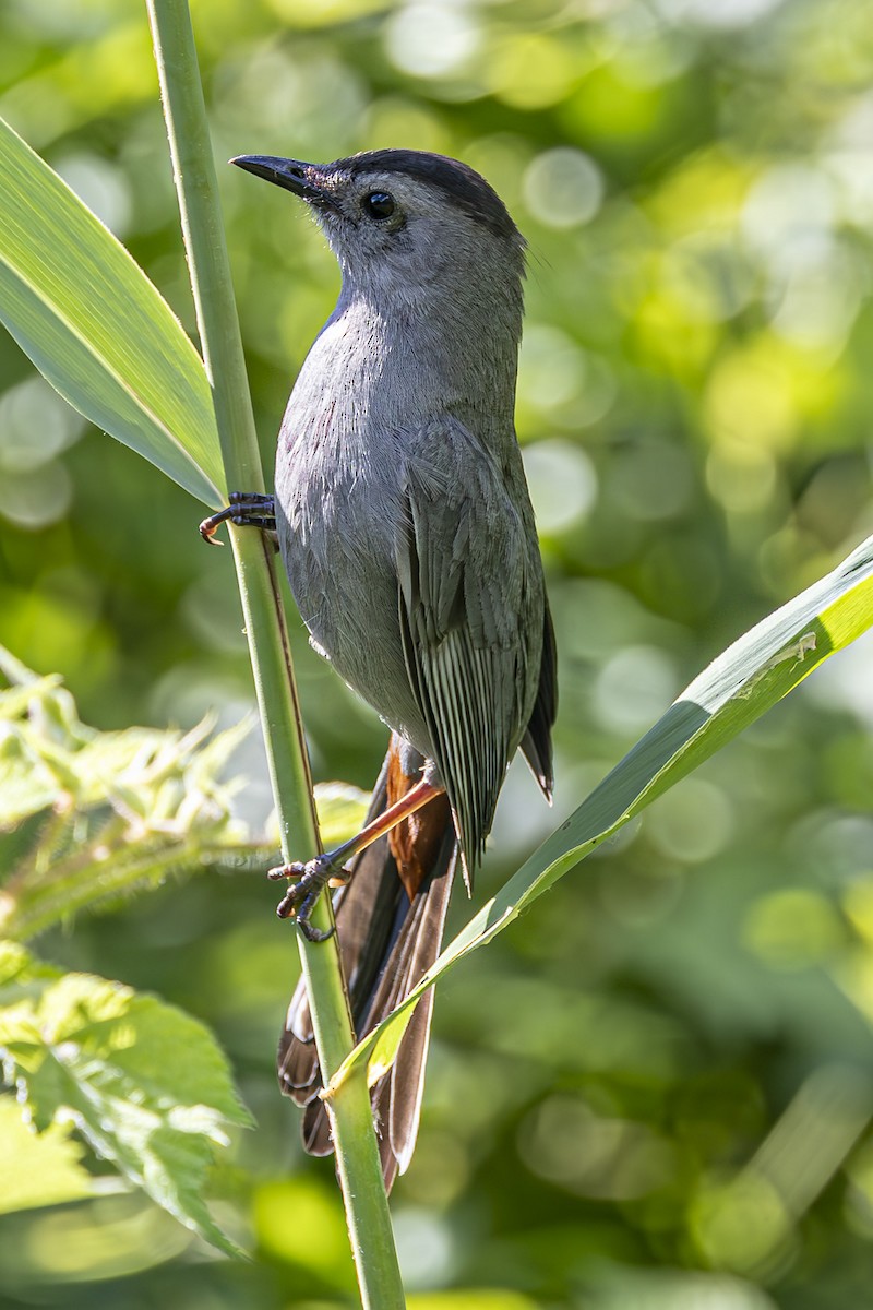 Pájaro Gato Gris - ML620796011