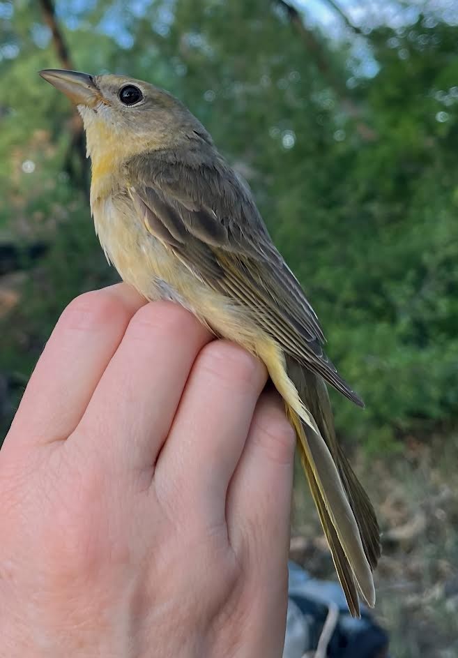 Summer Tanager - ML620796015