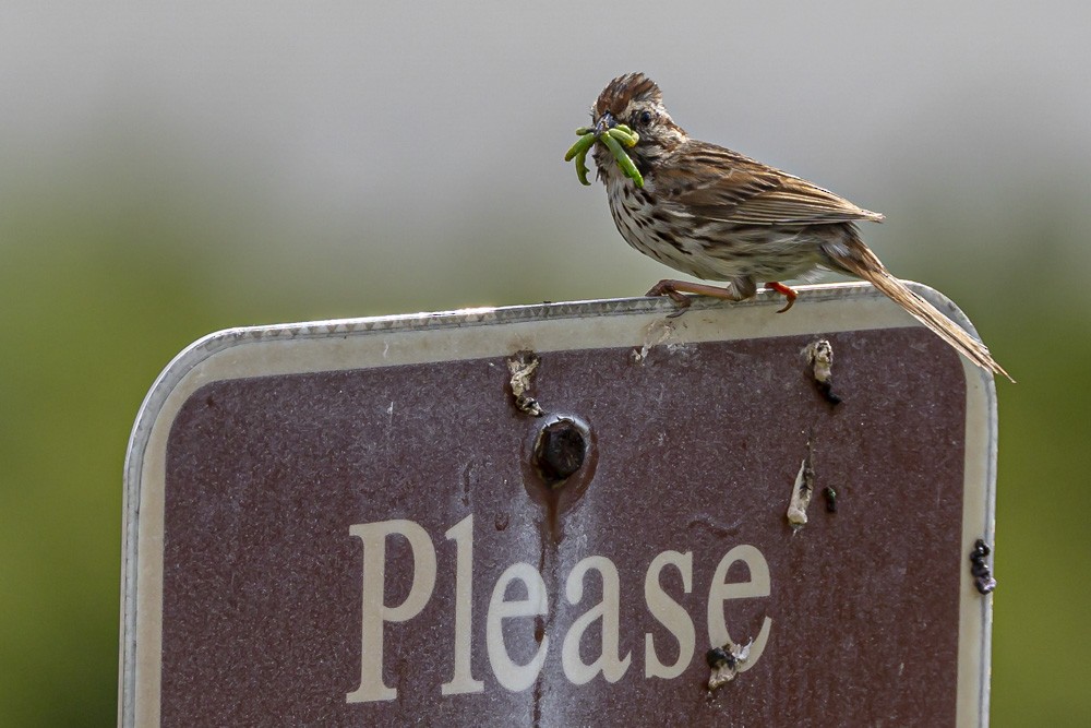 Song Sparrow - ML620796021