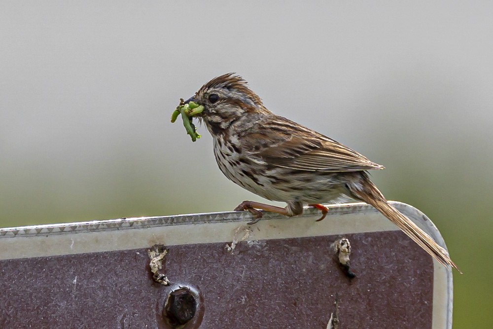 Song Sparrow - ML620796023