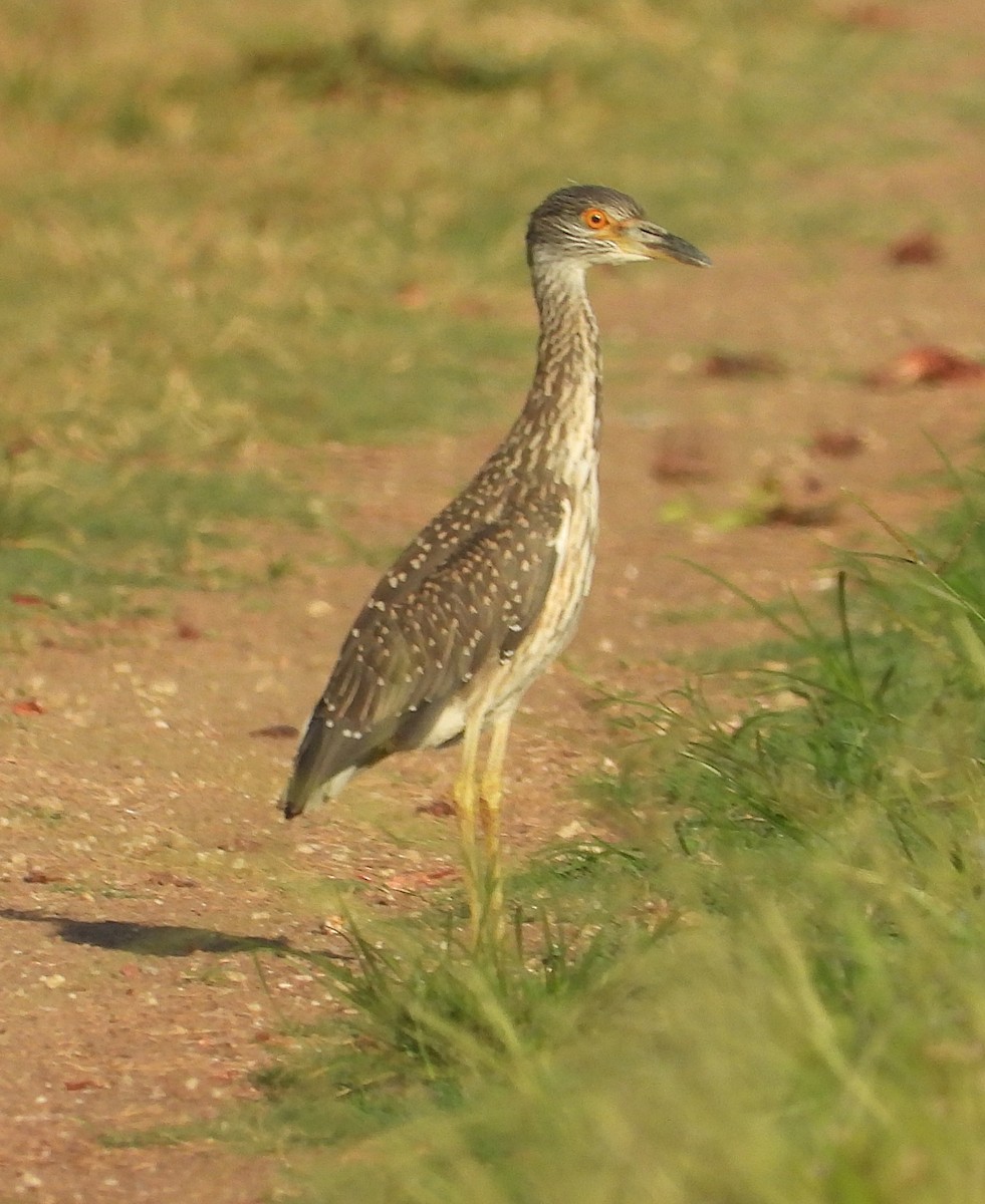 Yellow-crowned Night Heron - ML620796031