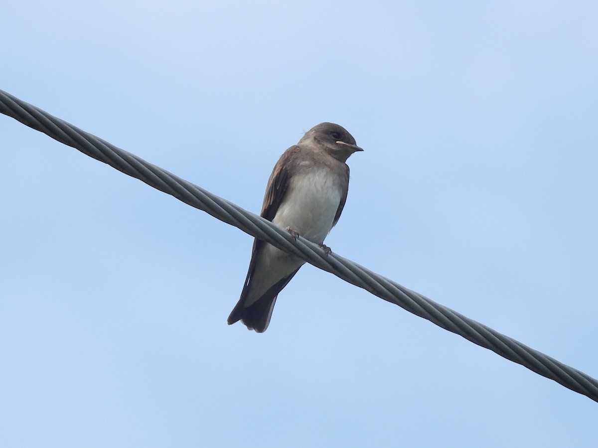 Golondrina Aserrada - ML620796032