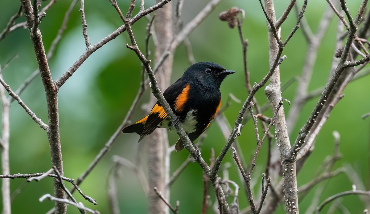 American Redstart - ML620796034