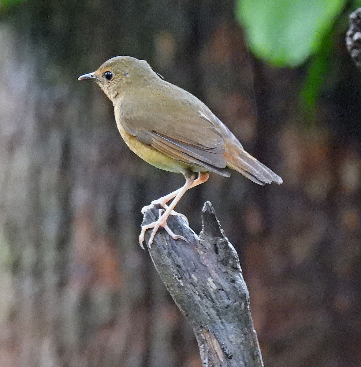 Indian Blue Robin - ML620796036