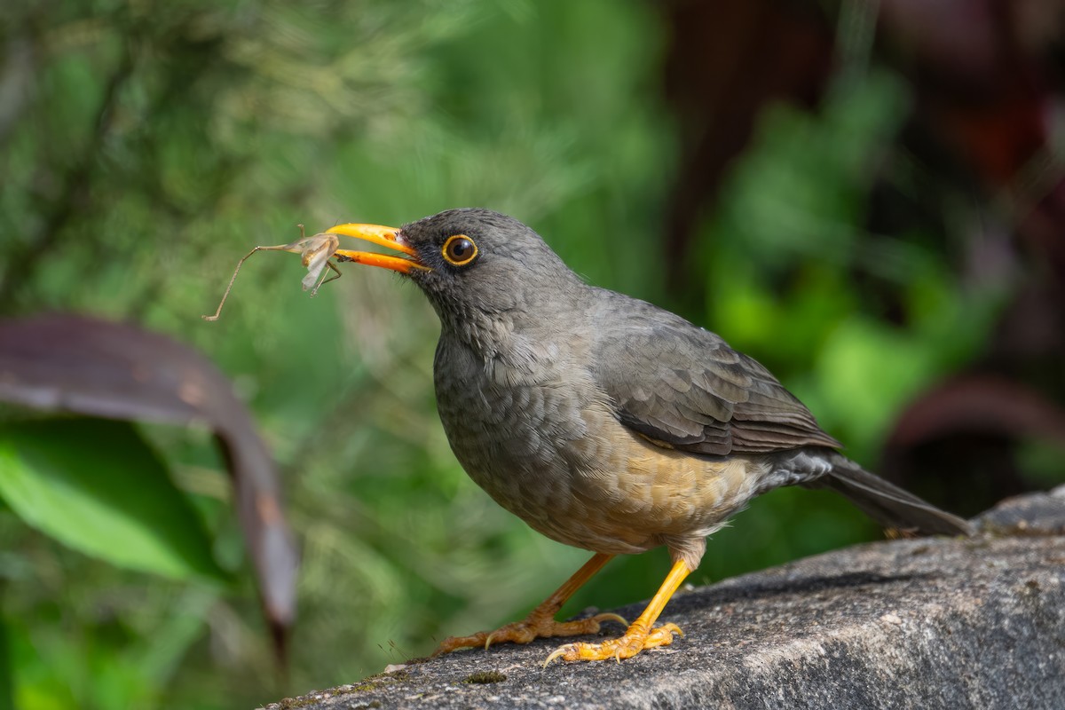 Abyssinian Thrush - ML620796037