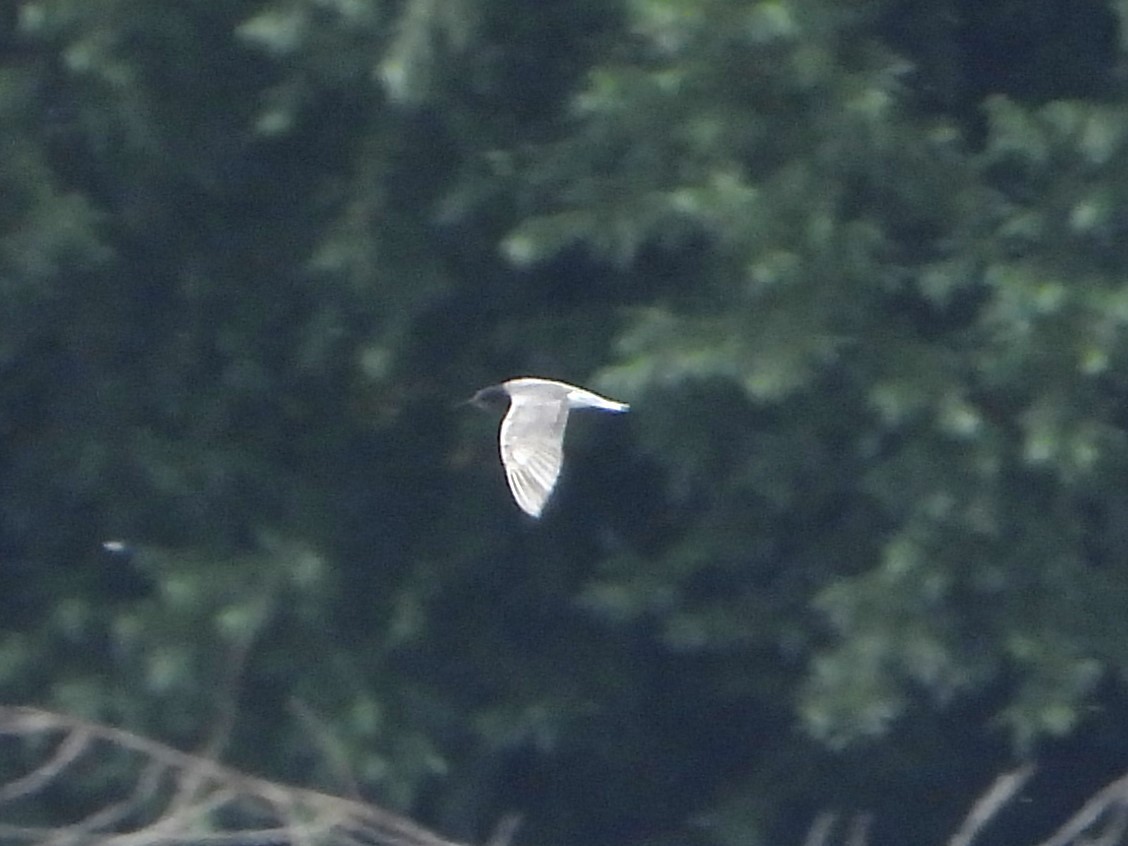 Black Tern - ML620796040