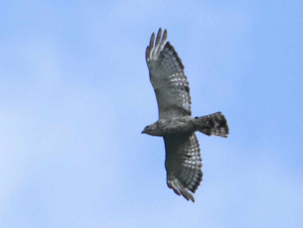 Broad-winged Hawk - ML620796045