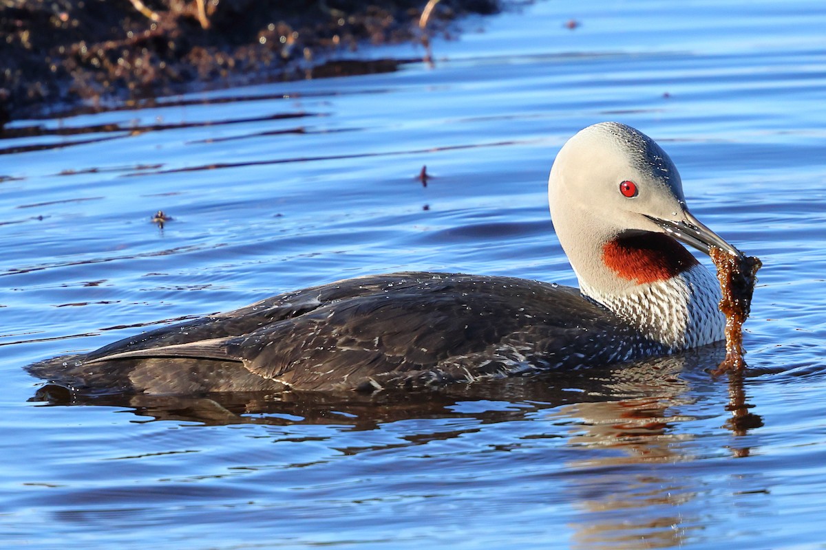 Red-throated Loon - ML620796069