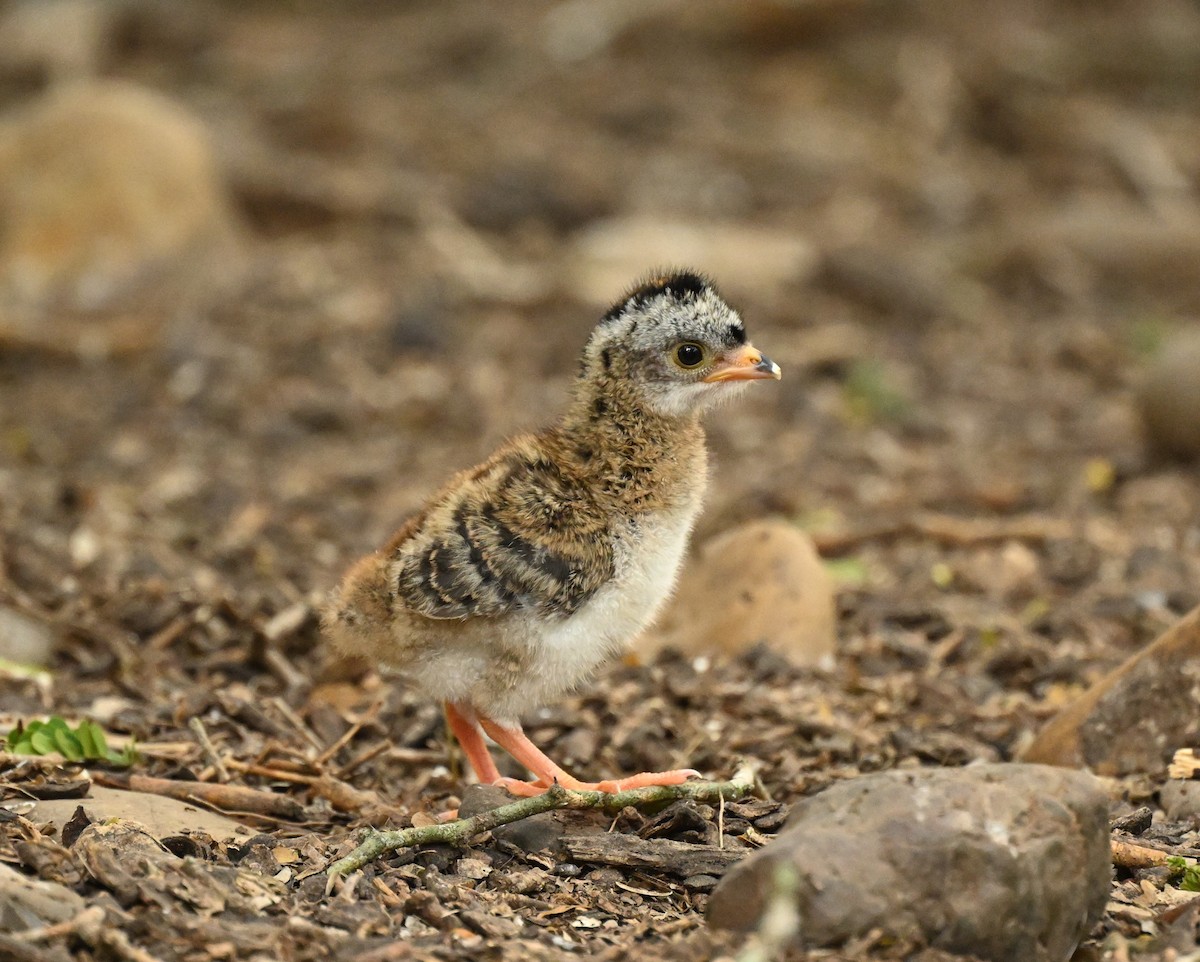 Plain Chachalaca - ML620796072