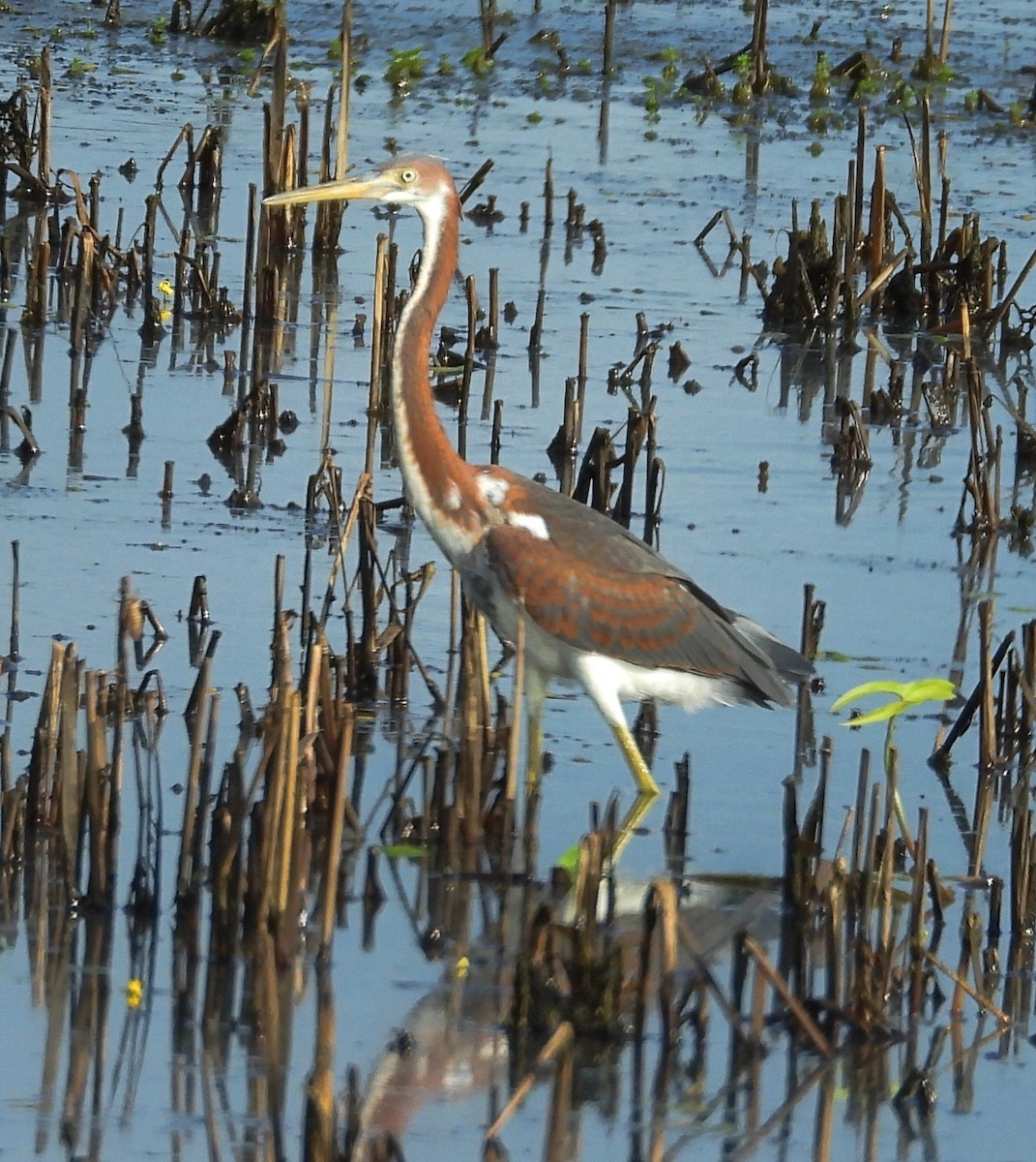 Tricolored Heron - ML620796086