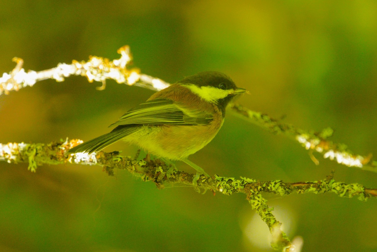 Chestnut-backed Chickadee - ML620796089