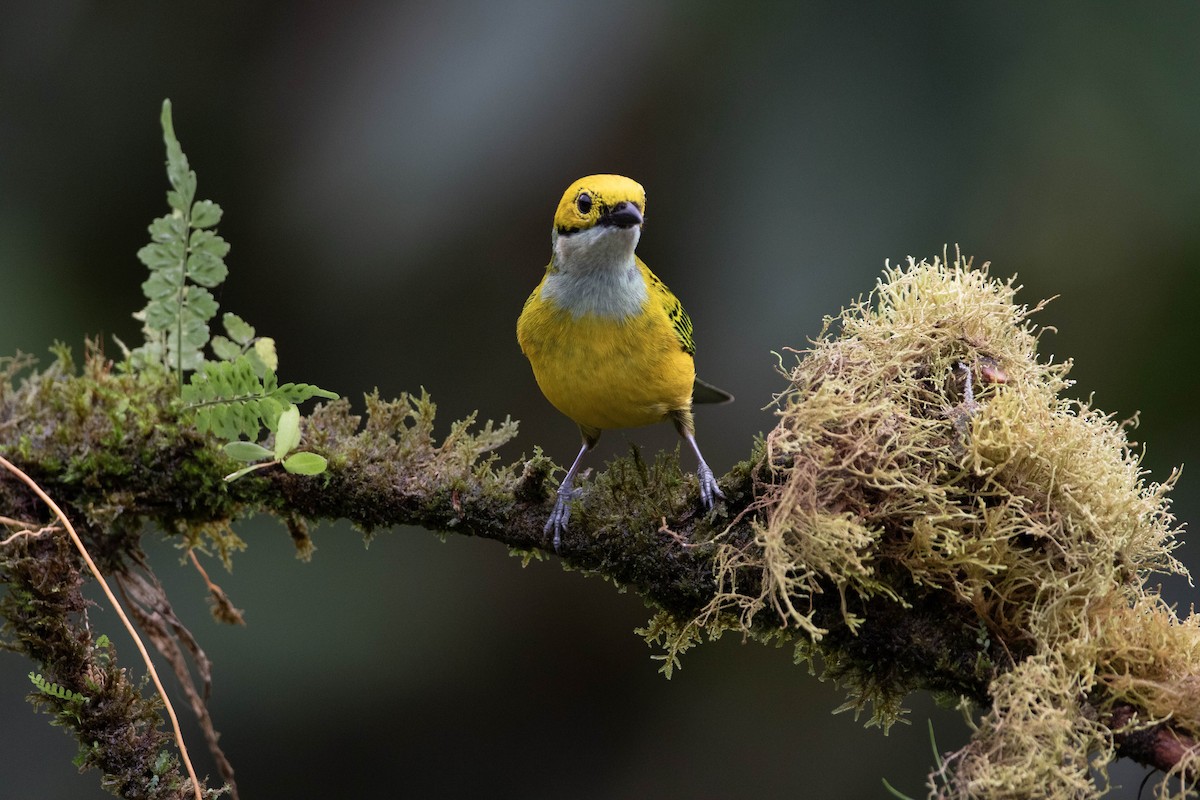 Silver-throated Tanager - ML620796096