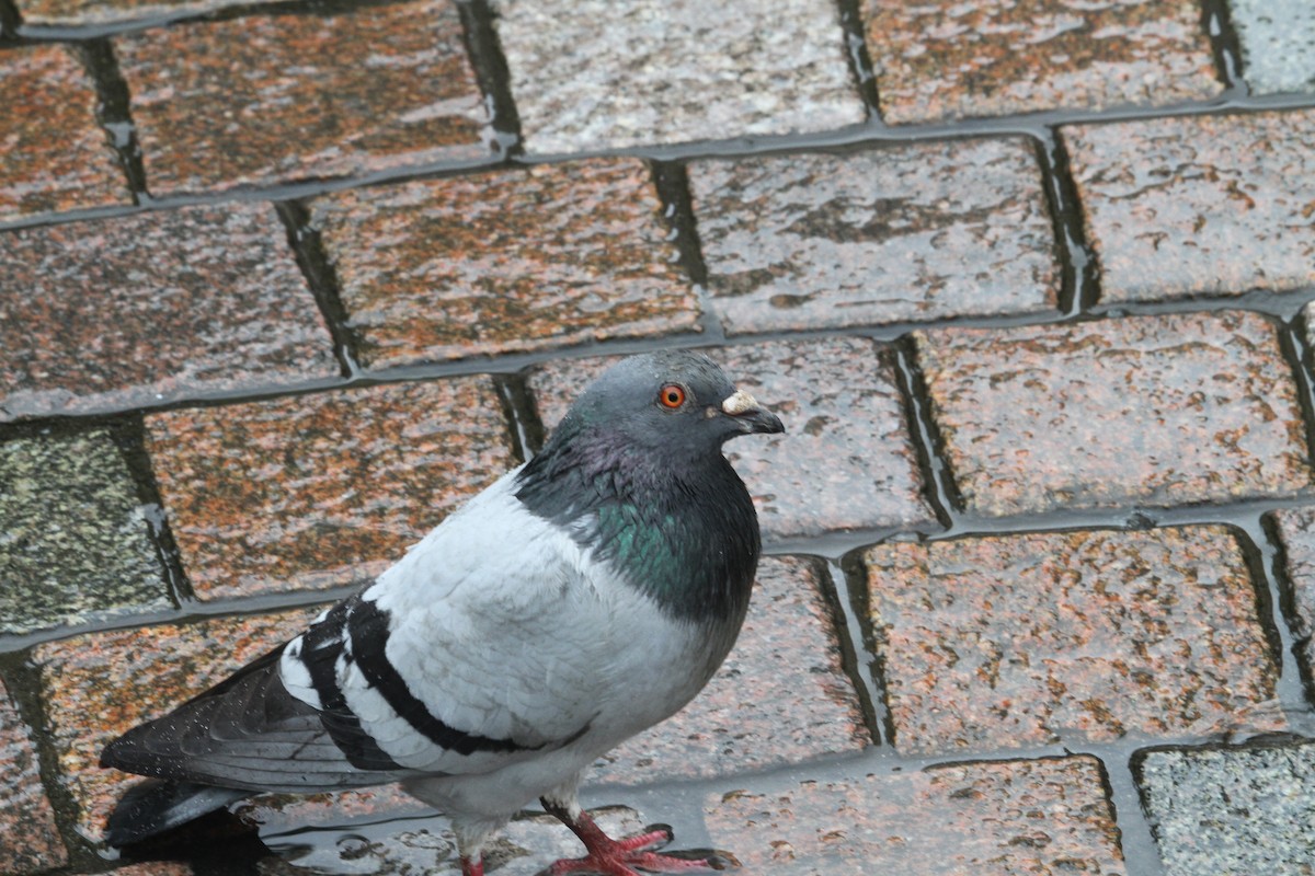 Rock Pigeon (Feral Pigeon) - ML620796099