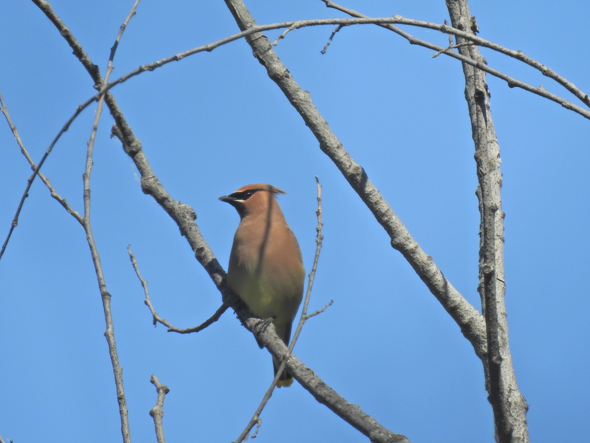 Cedar Waxwing - ML620796100