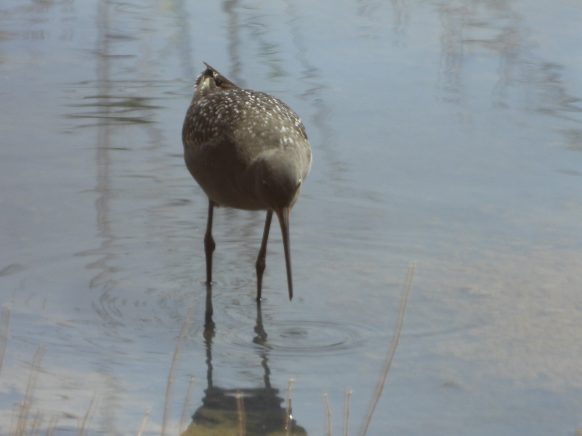 Spotted Redshank - ML620796105