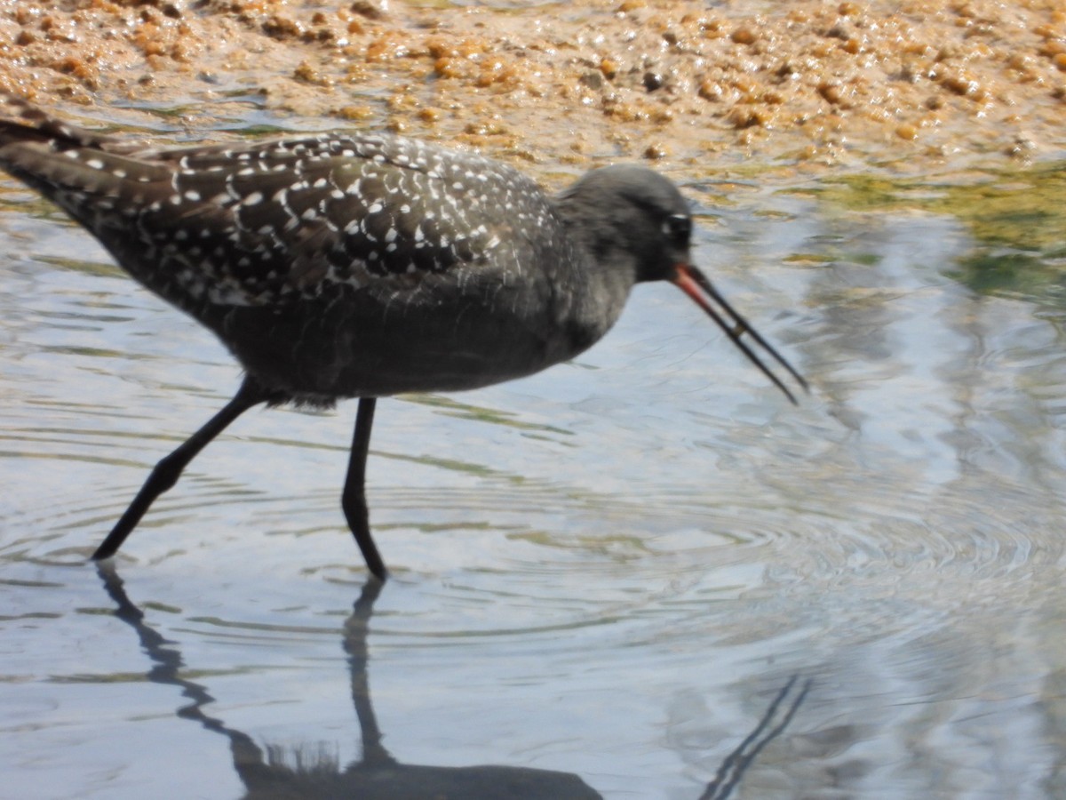 Spotted Redshank - ML620796106
