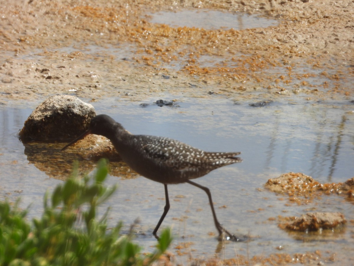 Spotted Redshank - ML620796108
