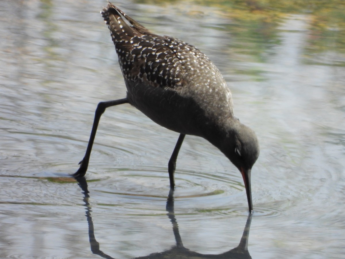 Spotted Redshank - ML620796109