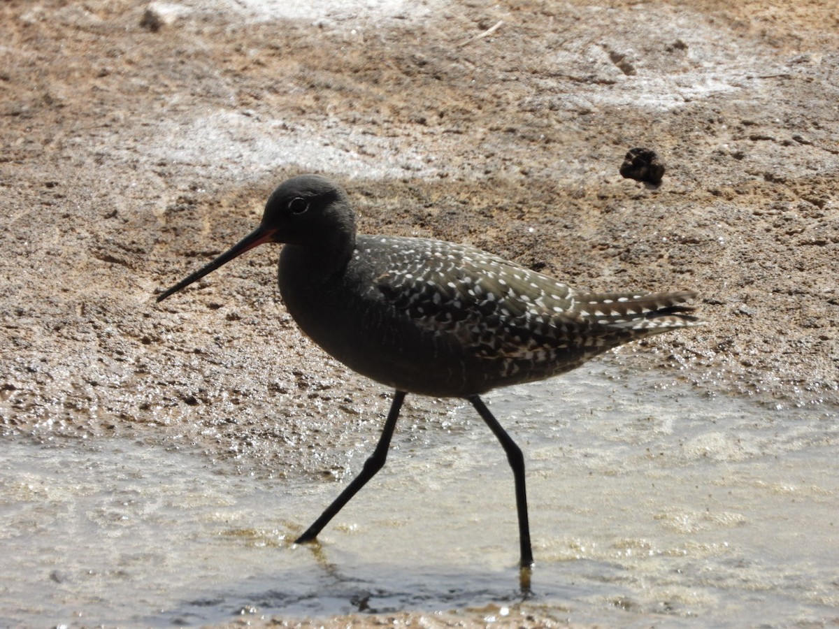 Spotted Redshank - ML620796111