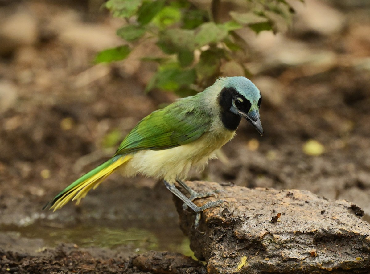 Green Jay - ML620796121