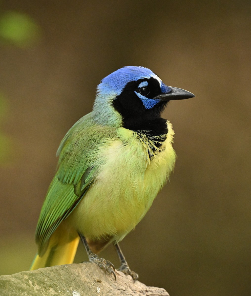 Green Jay - ML620796122