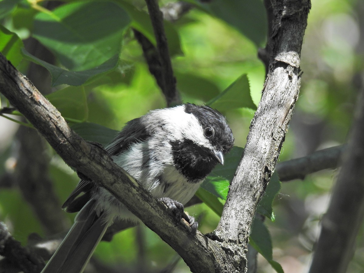 Mésange à tête noire - ML620796126