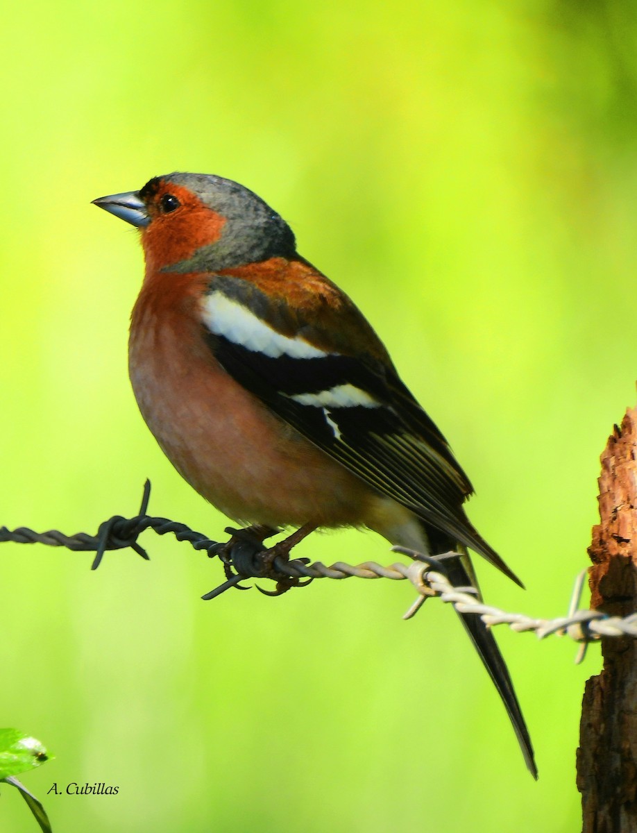 Common Chaffinch - ML620796127