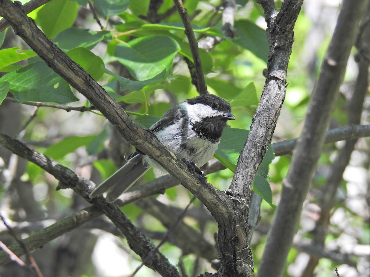 Mésange à tête noire - ML620796131