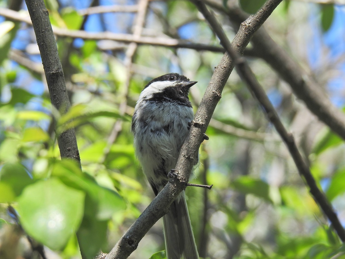 Mésange à tête noire - ML620796134