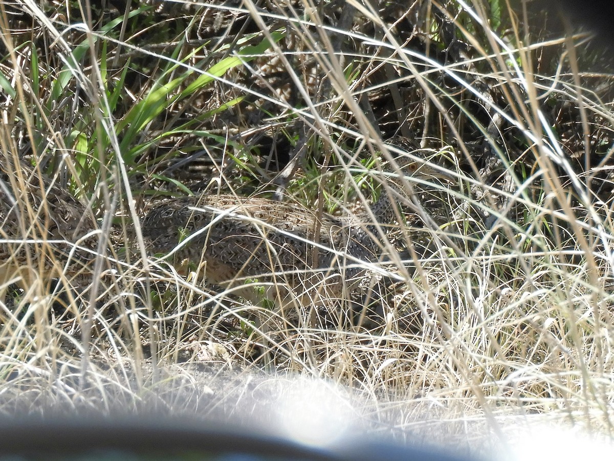 Brushland Tinamou - ML620796141