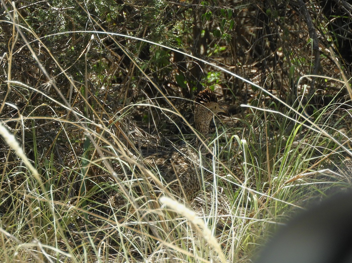 Brushland Tinamou - ML620796143