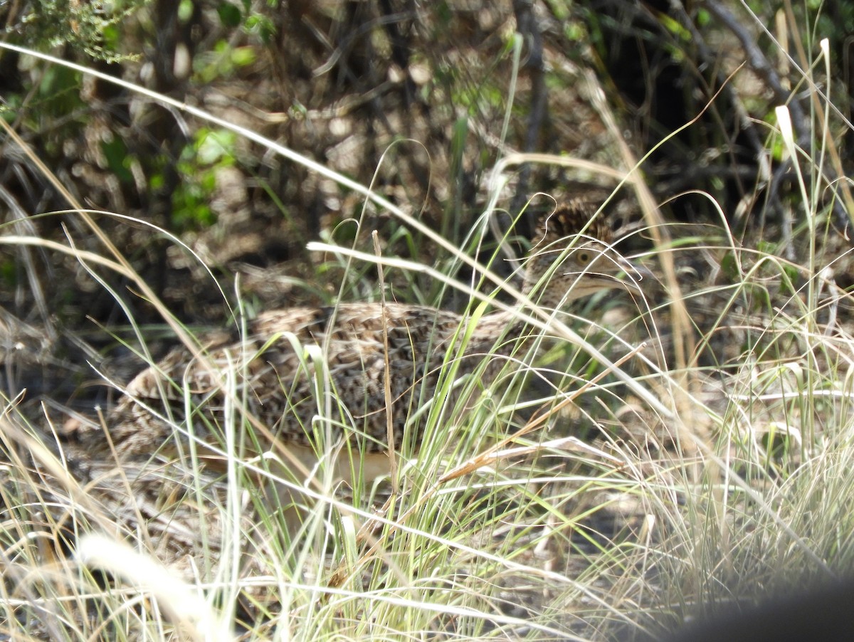 Brushland Tinamou - ML620796145