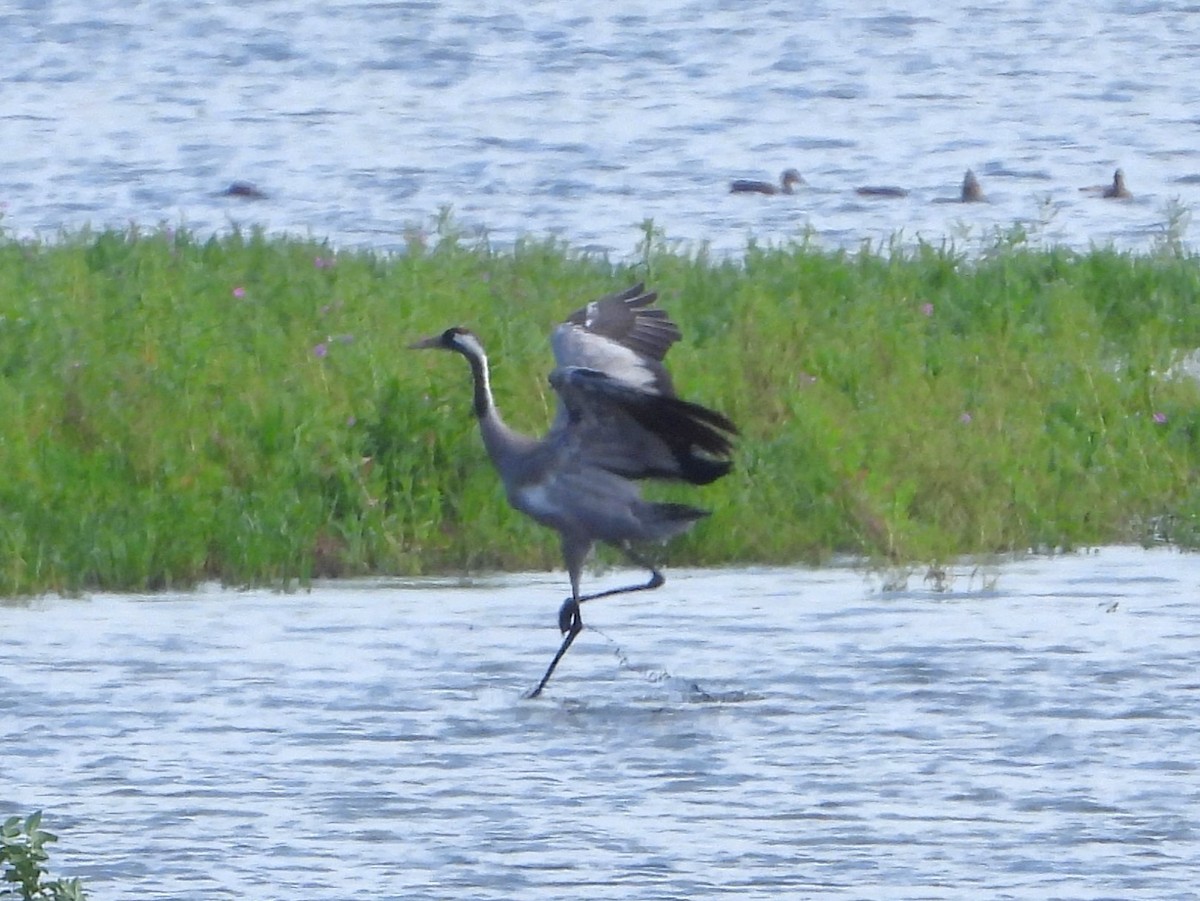 Common Crane - ML620796153