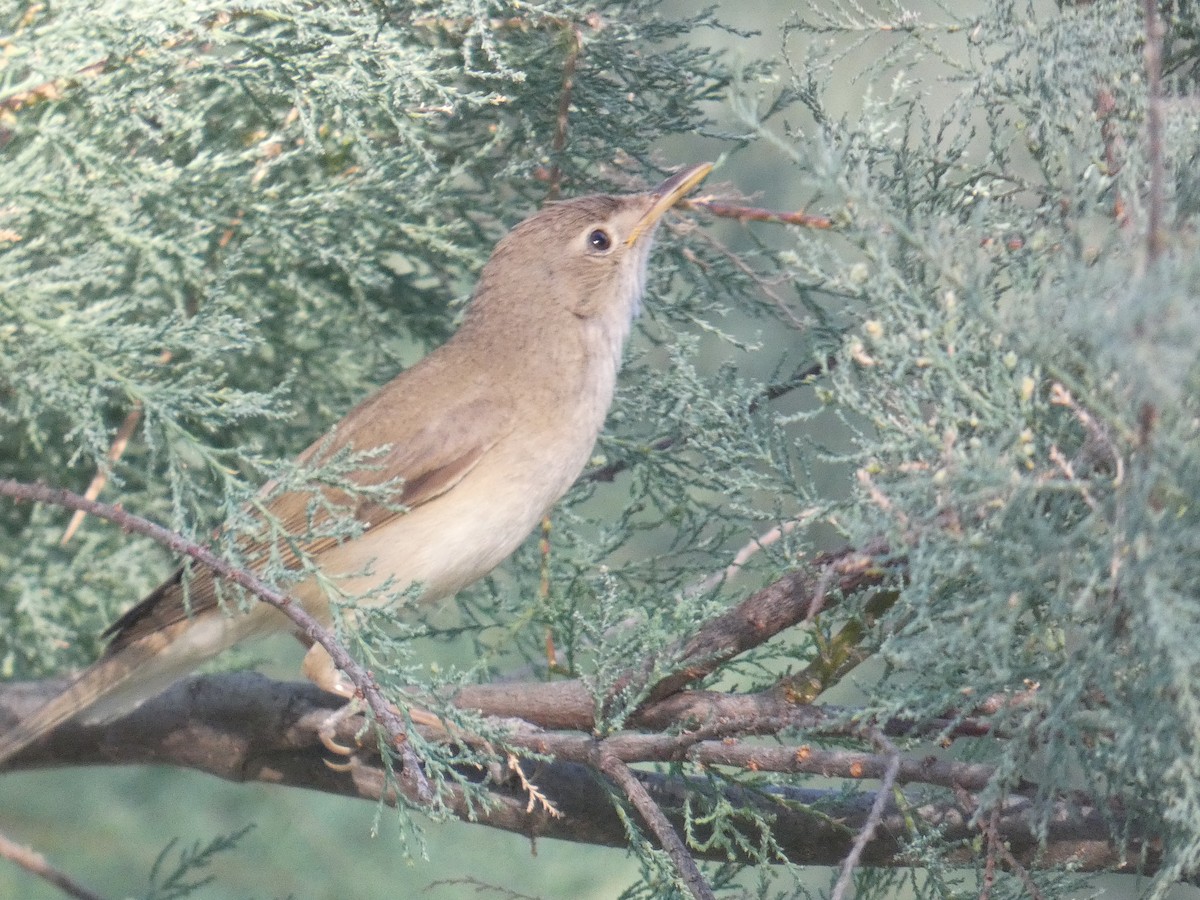 Western Olivaceous Warbler - ML620796156