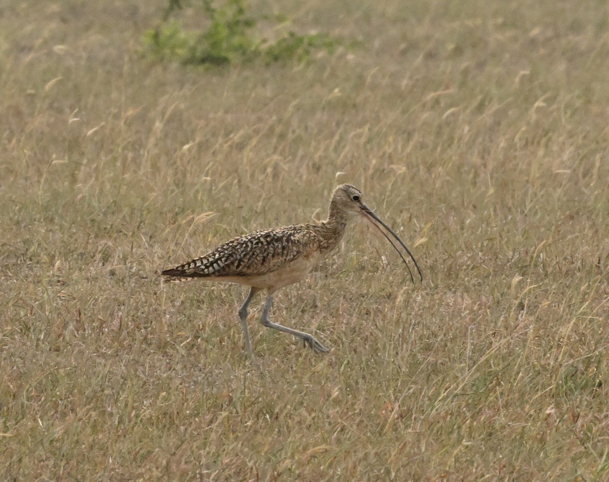 Long-billed Curlew - ML620796160