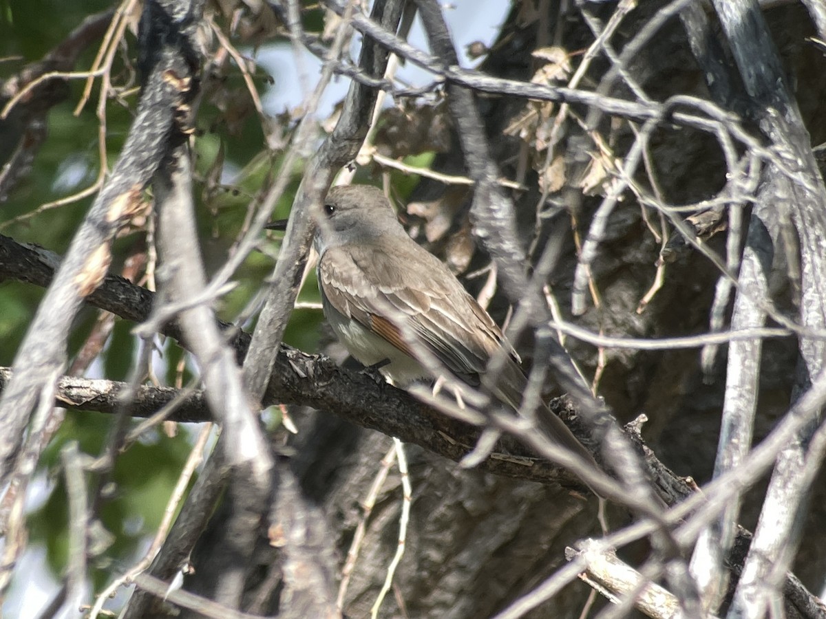 Ash-throated Flycatcher - ML620796167