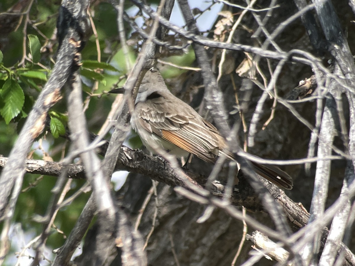 Ash-throated Flycatcher - ML620796168