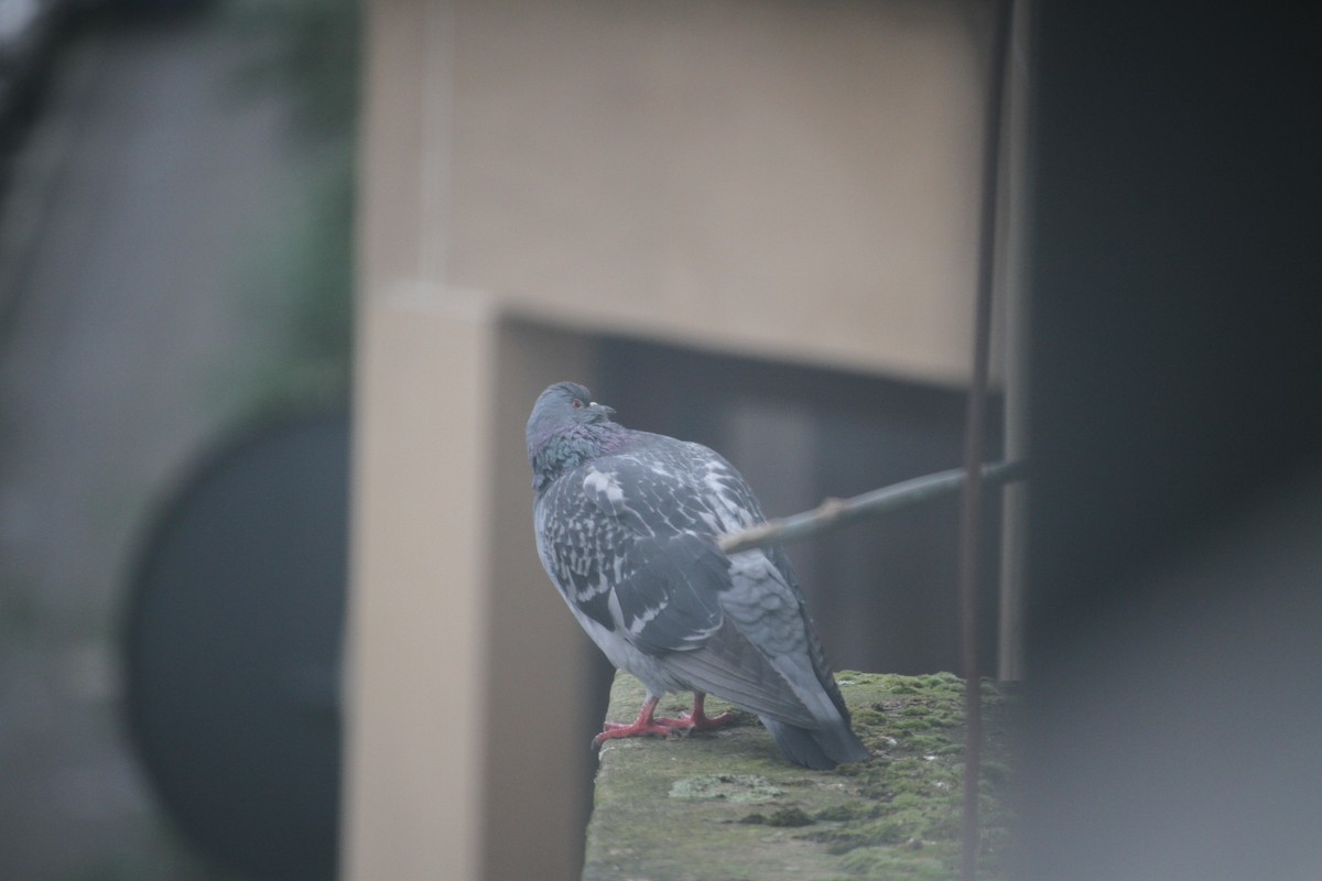 Rock Pigeon (Feral Pigeon) - ML620796174