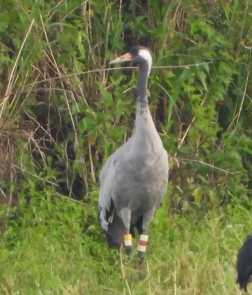 Common Crane - ML620796176