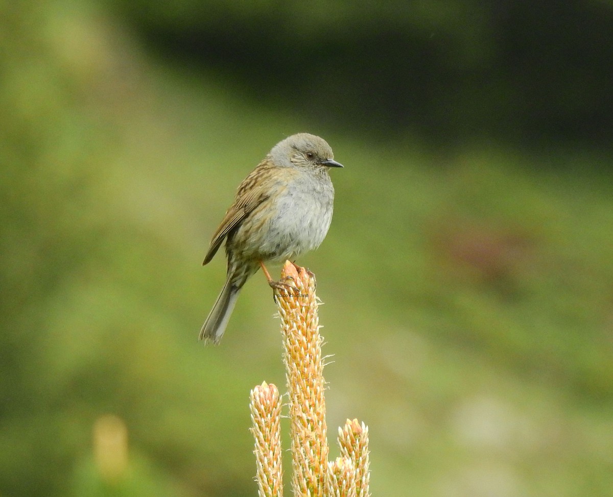 Dunnock - ML620796180