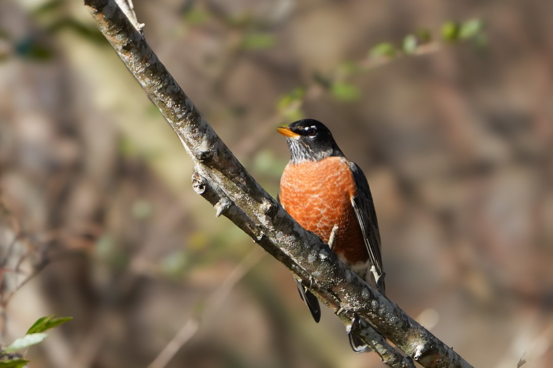 American Robin - Penny Owings