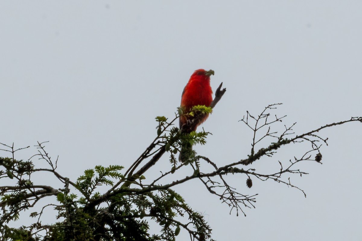 Scarlet Tanager - ML620796184
