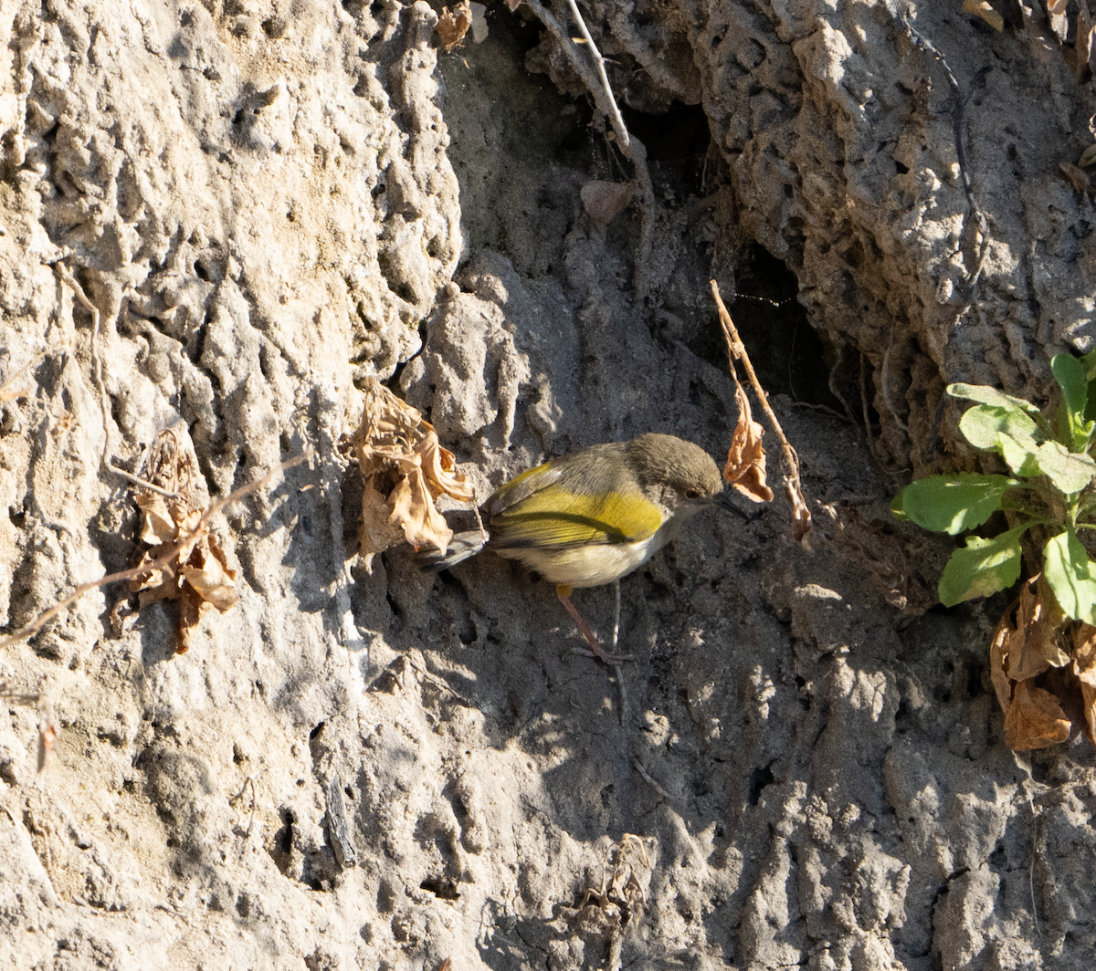 Green-backed Camaroptera - ML620796190