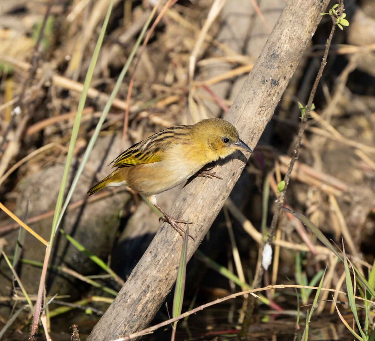 Southern Brown-throated Weaver - ML620796192