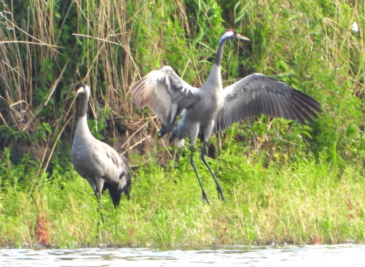 Common Crane - ML620796213