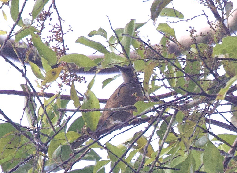 Plain Honeyeater - ML620796214