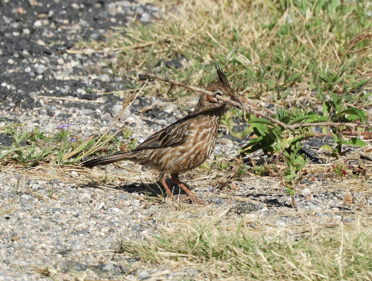 Lark-like Brushrunner - ML620796215