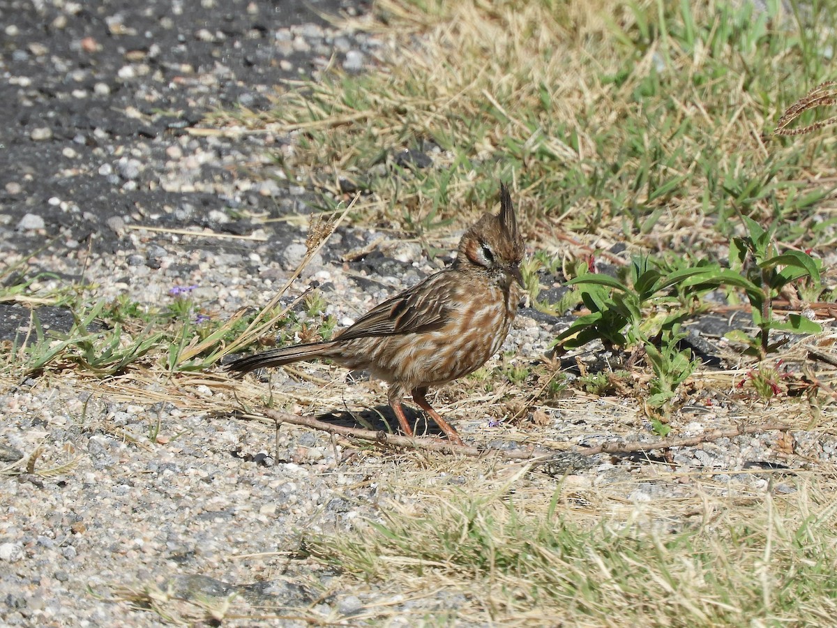 Lark-like Brushrunner - ML620796216