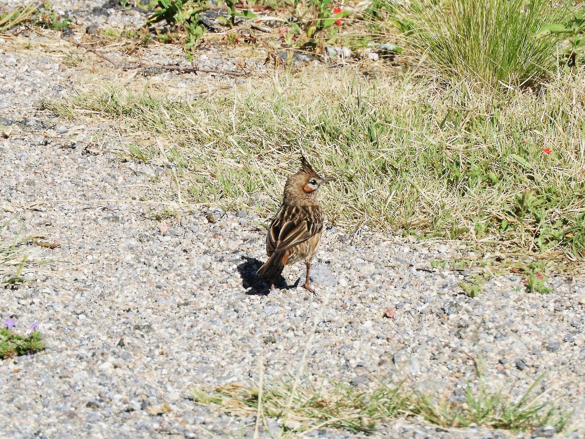 Lark-like Brushrunner - ML620796217