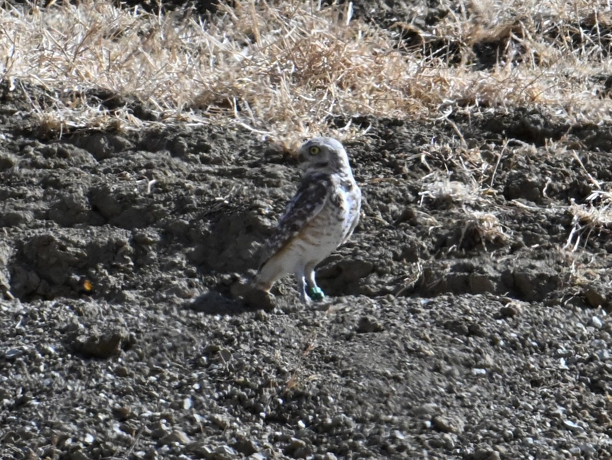 Burrowing Owl - ML620796221